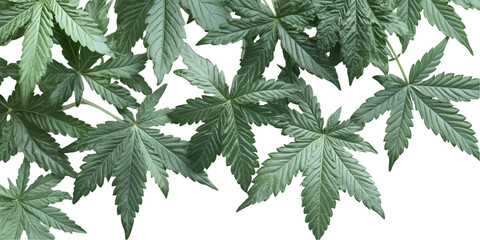 Cannabis Plant Leaves on Transparent Background