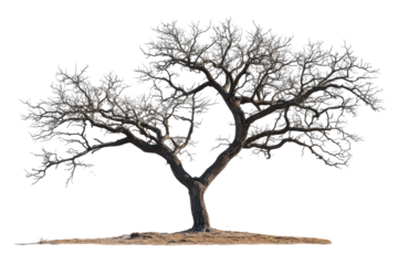 Lone tree winter landscape snow covered branches dark trunk isolated on a transparent background