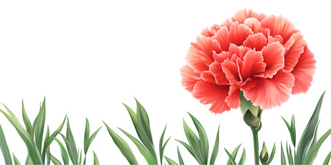 Carnation Flower with Green Leaves on Transparent Background