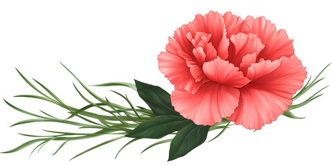 Carnation Flower with Green Leaves on Transparent Background