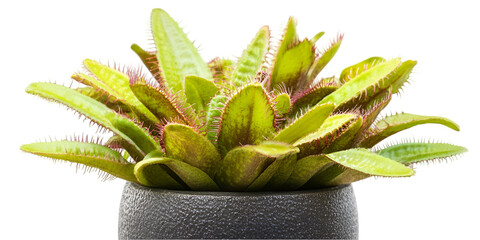 Carnivorous Plant in Pot on Transparent Background