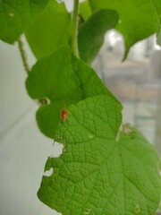 bug on leaf