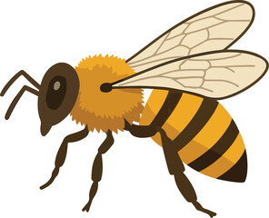 Africanized bee Vector Illustration