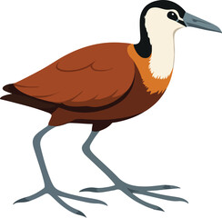vector illustration of a bird, African Jacana