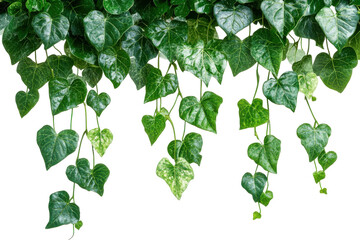 Naklejka premium Lush green ivy leaves hanging down dark background nature foliage greenery plants isolated on a transparent background