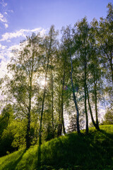 Sunlight filtering through the tall birch trees in a lush green forest, creating a serene and captivating natural landscape for nature enthusiasts.