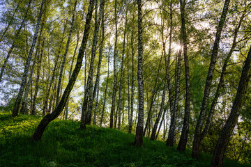 Naklejka premium Sunlight filtering through the tall birch trees in a lush green forest, creating a serene and captivating natural landscape for nature enthusiasts.