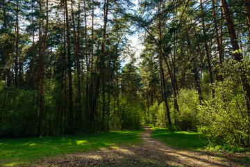 Forest path winding through green trees. Sunlit park landscape. Outdoor escape and natural scenery for relaxation.