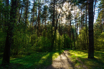 Forest path winding through green trees. Sunlit park landscape. Outdoor escape and natural scenery for relaxation.