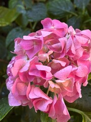 wilted pink hydrangea flower due to heat