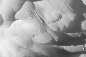 Obraz premium Abstract black white background with bird feathers