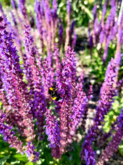 A vibrant close-up shot of a bumblebee actively pollinating a cluster of bright purple lavender flowers