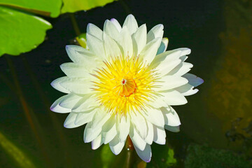 Gorgeous White with Pale Blue Edge Water Lily Blooming in the Sunlight