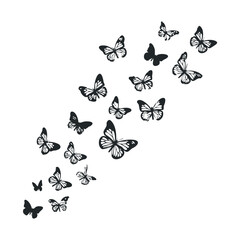 Fototapeta premium Silhouette of butterfly swarm in flight on white background