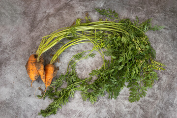 Fresh bunch of Carrots from the garden with dirt still on them