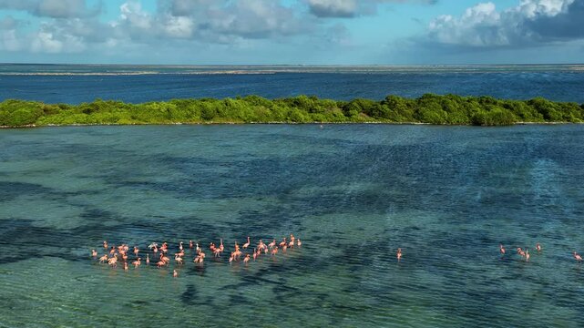Aerial View of Flamingos in Water, Caribbean Netherlands.