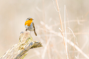 Luscinia megarhynchos on a branch