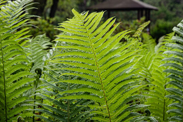Background of beautifully swirled green fern leaves in the garden. Close up photo of fern leaves....