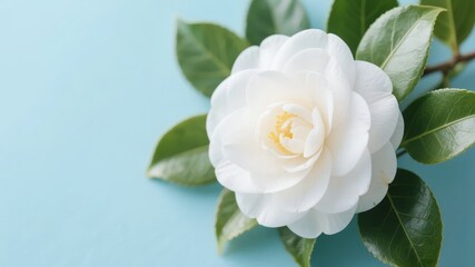 Fototapeta premium White Camellia Flower with Green Leaves on a Light Blue Background