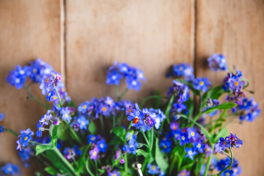 Small bouquet of delicate forget-me-not flowers with a ladybug crawling on vibrant blue petals, resting on a rustic wooden surface, creating a charming spring scene filled with tranquility