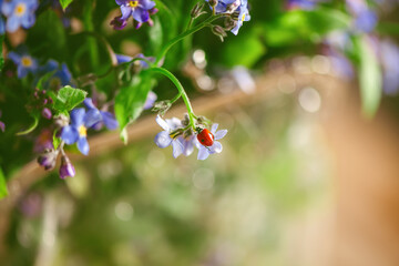 Vibrant ladybug explores a cluster of delicate forget-me-not flowers, creating a charming springtime scene with a soft, blurred background © iloli