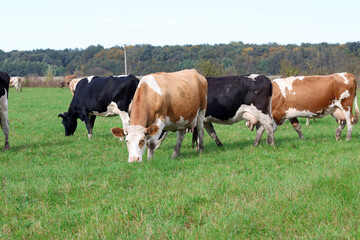 Cows graze in the pasture. Agriculture. Cattle breeding.