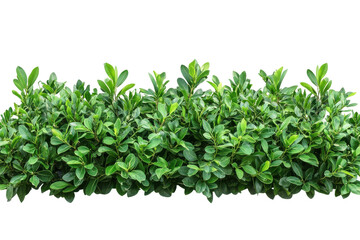 Obraz premium Lush Green Bush Isolated on Black Background isolated on a transparent background