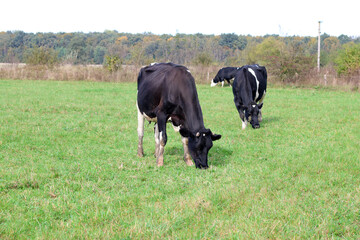Cows graze in the pasture. Agriculture. Cattle breeding.
