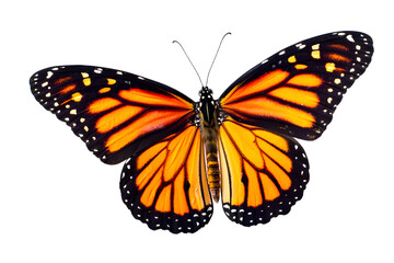 Fototapeta premium butterfly on white background