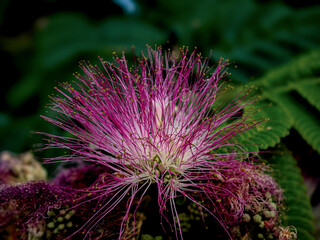 Silk Tree (Albizia julibrissin) Blooming Close-Up