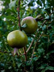 Pomegranate Growing on a Tree Branch