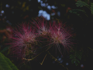 Silk Tree (Albizia julibrissin) Blooming Close-Up