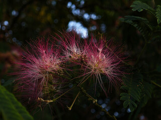 Silk Tree (Albizia julibrissin) Blooming Close-Up