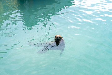 Robbe im Hafenwasser
