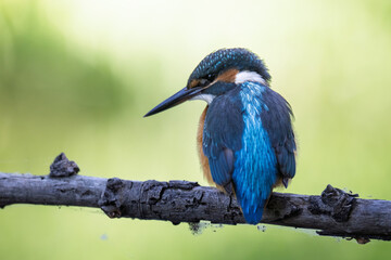 kingfisher on branch