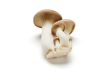 食材イメージ 新鮮なエリンギ