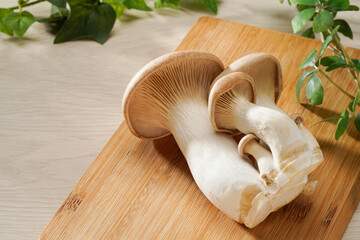 食材イメージ 新鮮なエリンギ