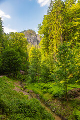Scenic forest trail leading to the famous Bastei Bridge in Saxon Switzerland, Germany. Surrounded by lush greenery, sandstone cliffs and a small dam, this popular route offers pure hiking charm