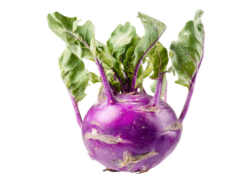 Vibrant Purple Kohlrabi