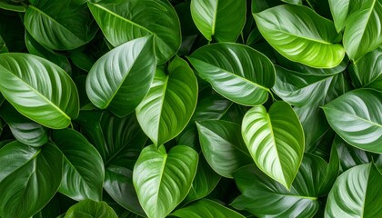 Green Tropical Leaf Seamless Background in Bright Natural Light