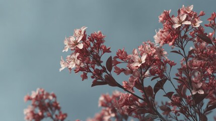 Delicate Pink Blossoms Against a Serene Blue Sky in Spring Season