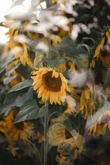 Ethereal Sunflower Field: Dreamy Impressionistic Floral Garden Portrait