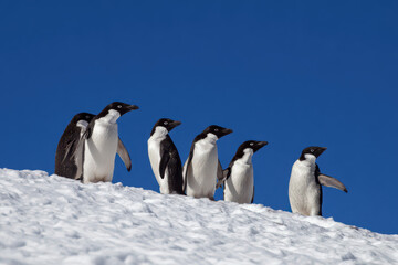 Group of Penguins Standing on Snow Covered Hill Beautiful Winter Scene