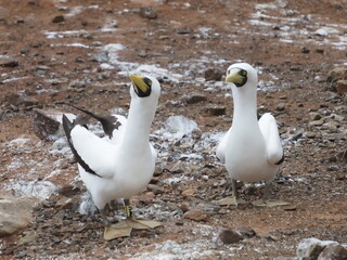 Sula dactylatra or masked booby close up in St. Helena island
