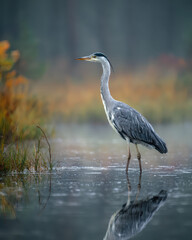 Fototapeta premium Heron Standing in Shallow Water with Soft Mist and Reflections