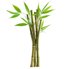 Green bamboo stalks with vibrant leaves arranged together from a garden, transparent background, cutout PNG