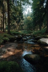 Fototapeta premium Serene forest creek with moss-covered rocks and sunlit trees in lush woodland
