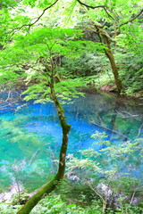 白神山地（沸壺の池）