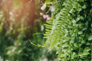 Lush Greenery Background with Delicate Fern Leaves and Vibrant Plant Life for Natural Aesthetic...