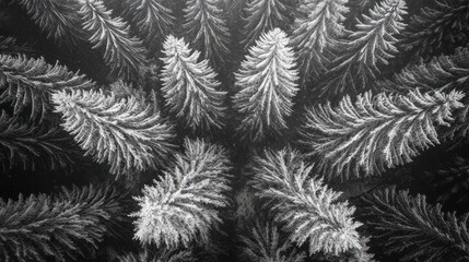 Abstract monochrome frost patterns, detailed close-up